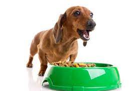 alimentation chien