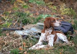 dressage chien de chasse