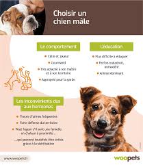 chaleur chien mâle comportement